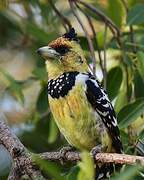 Crested Barbet