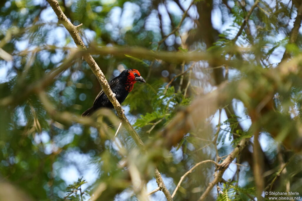 Black-billed Barbetadult