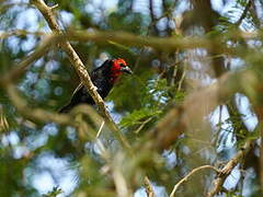 Black-billed Barbet