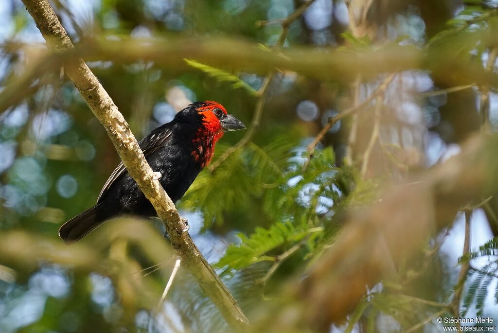 Black-billed Barbet