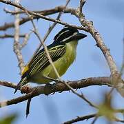 Yellow-rumped Tinkerbird