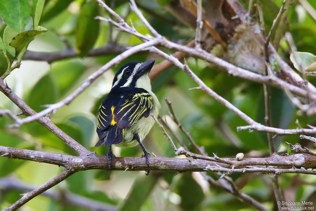 Yellow-rumped Tinkerbirdadult