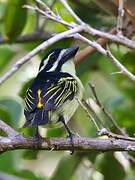 Yellow-rumped Tinkerbird