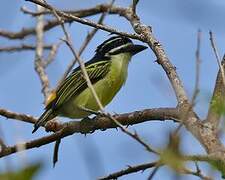 Yellow-rumped Tinkerbird