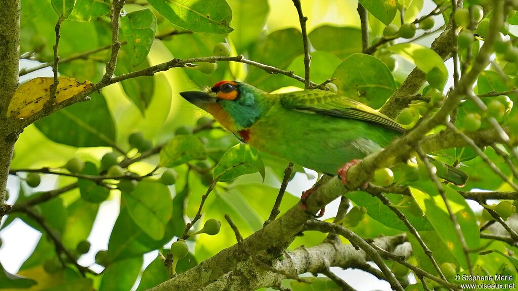 Crimson-fronted Barbetadult