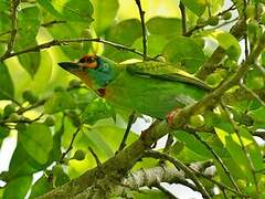 Crimson-fronted Barbet