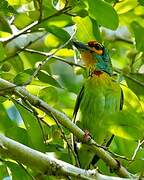 Crimson-fronted Barbet