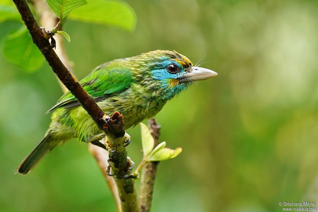 Yellow-fronted Barbetadult