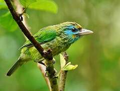 Yellow-fronted Barbet