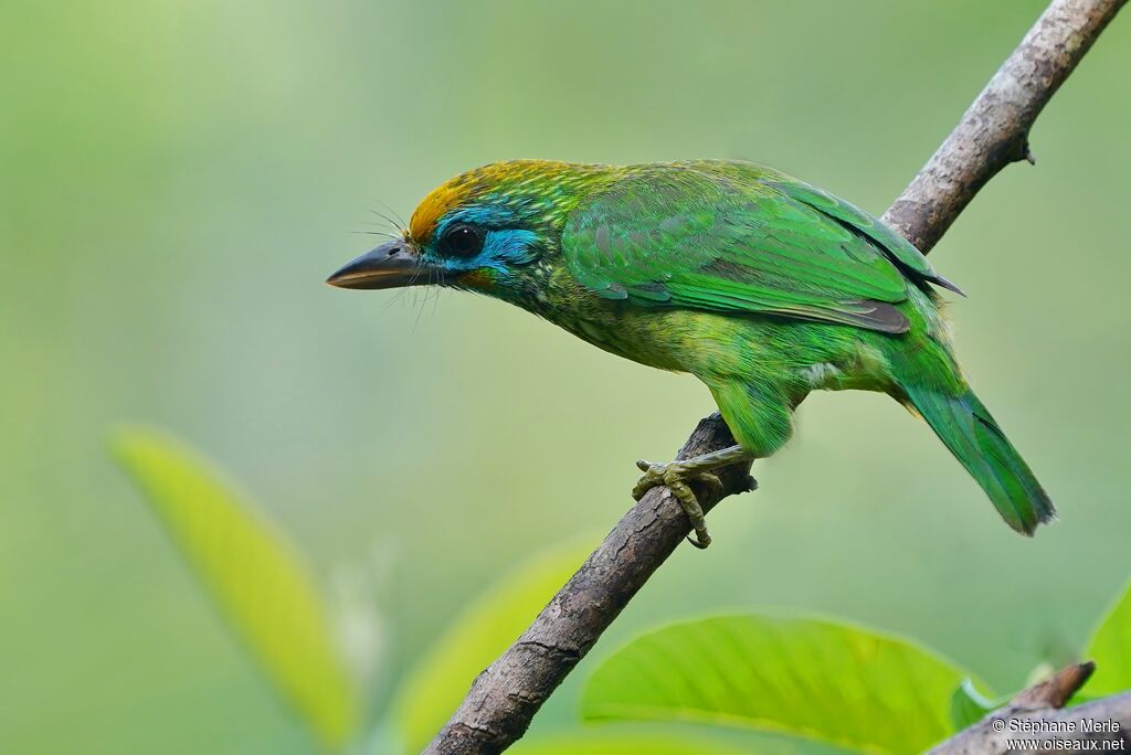 Yellow-fronted Barbet