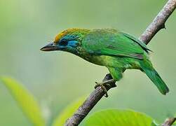 Yellow-fronted Barbet