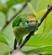 Yellow-fronted Barbet