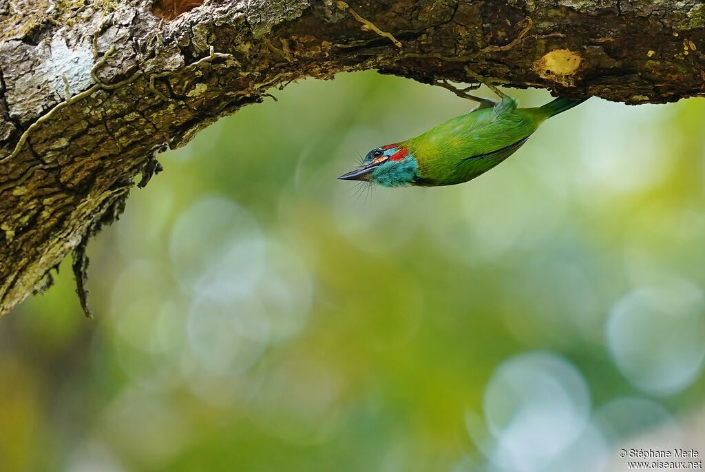 Blue-eared Barbetadult