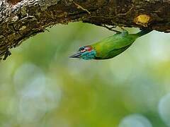 Blue-eared Barbet