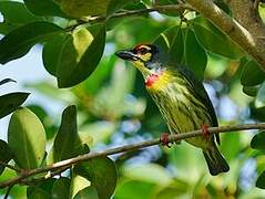 Coppersmith Barbet