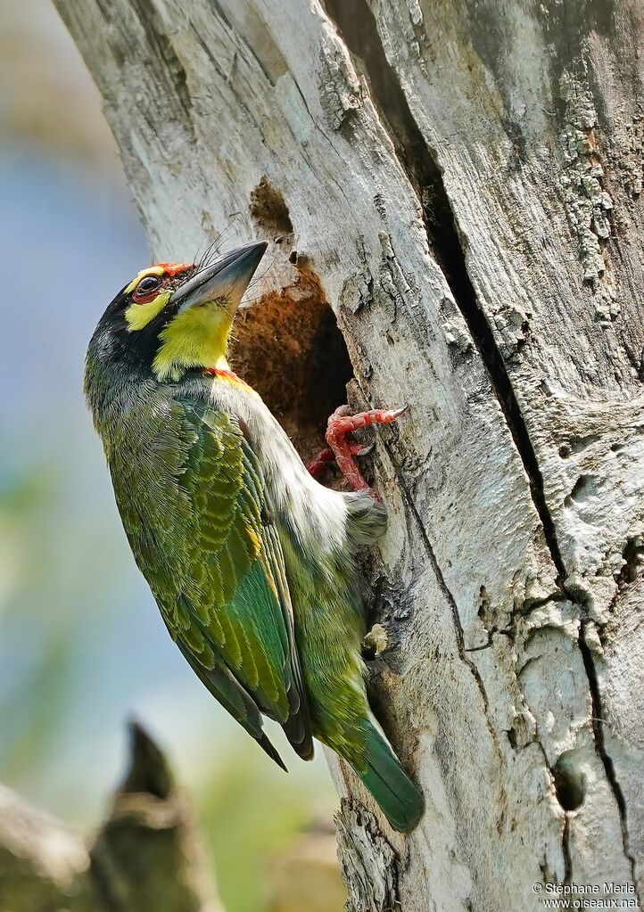 Barbu à plastron rougeadulte