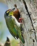 Coppersmith Barbet