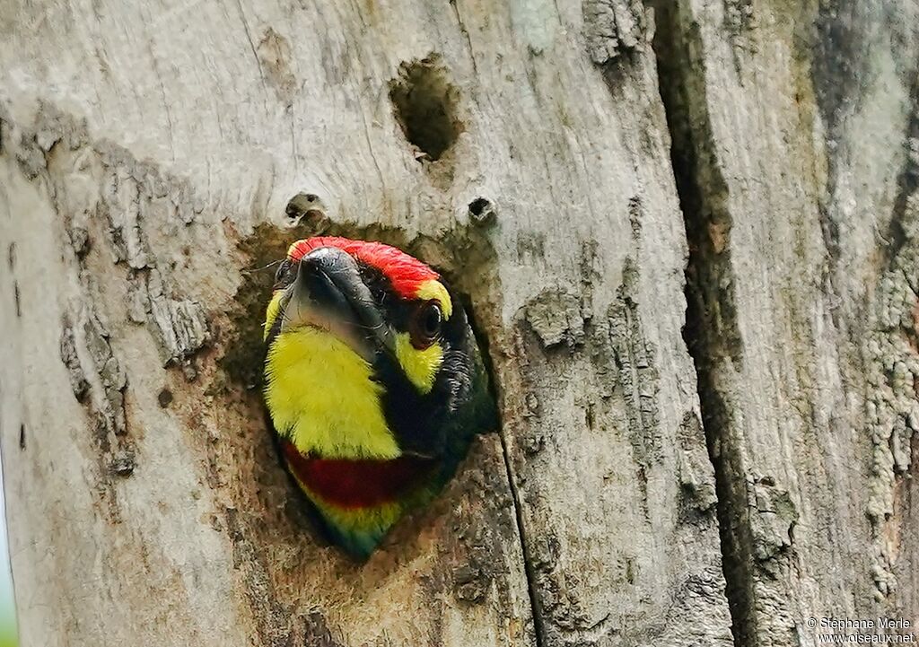 Barbu à plastron rougeadulte