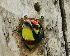 Coppersmith Barbet