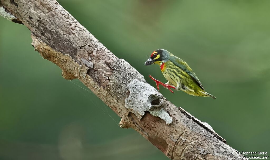 Barbu à plastron rouge