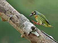 Barbu à plastron rouge
