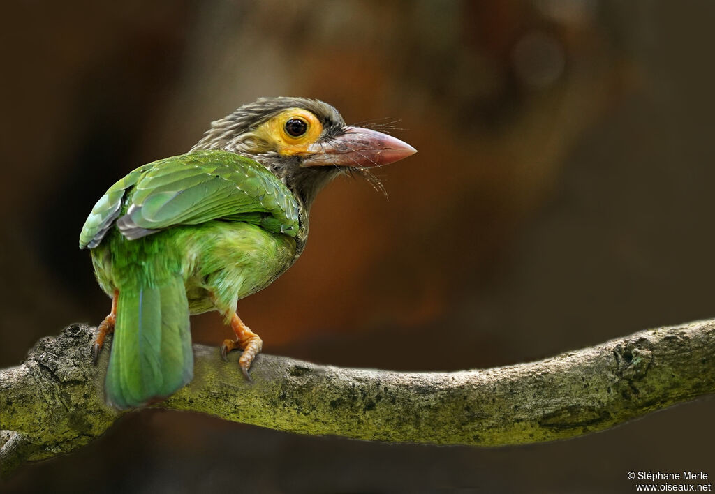 Brown-headed Barbetadult