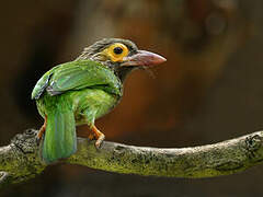 Brown-headed Barbet