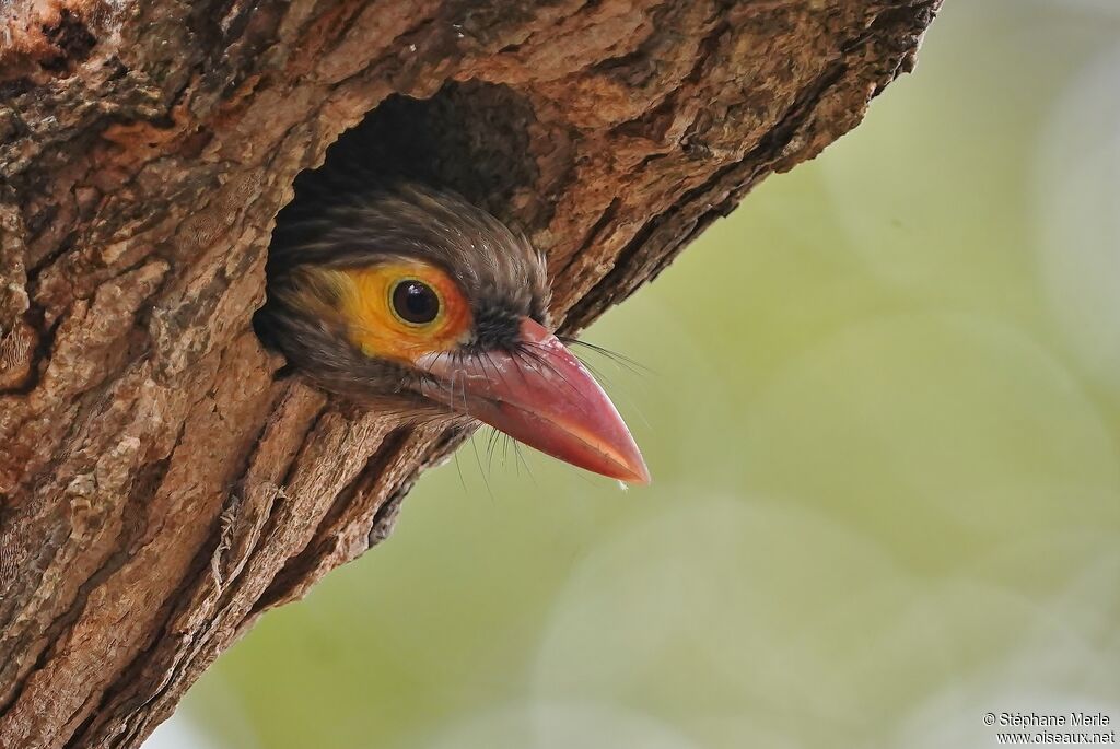 Brown-headed Barbetadult