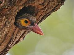 Brown-headed Barbet