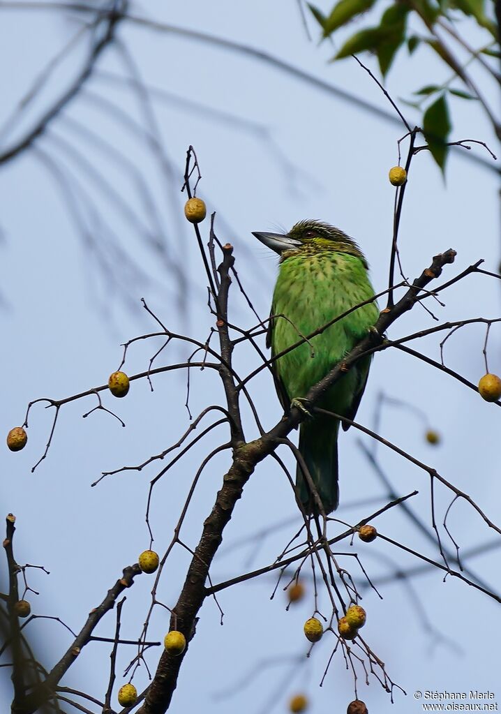 Green-eared Barbetadult