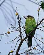 Green-eared Barbet