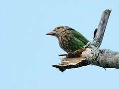 Lineated Barbet