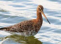 Black-tailed Godwit