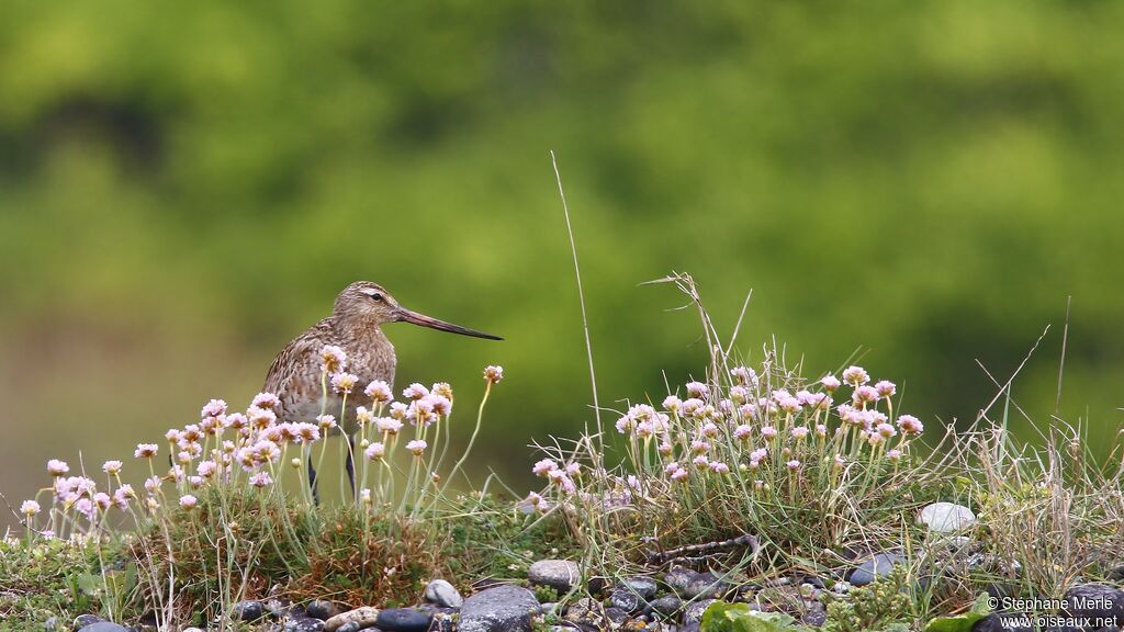 Black-tailed Godwit