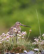 Black-tailed Godwit