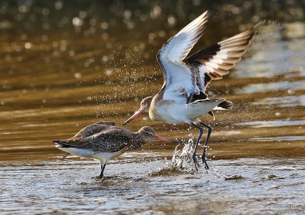 Black-tailed Godwit