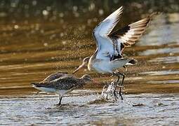 Black-tailed Godwit