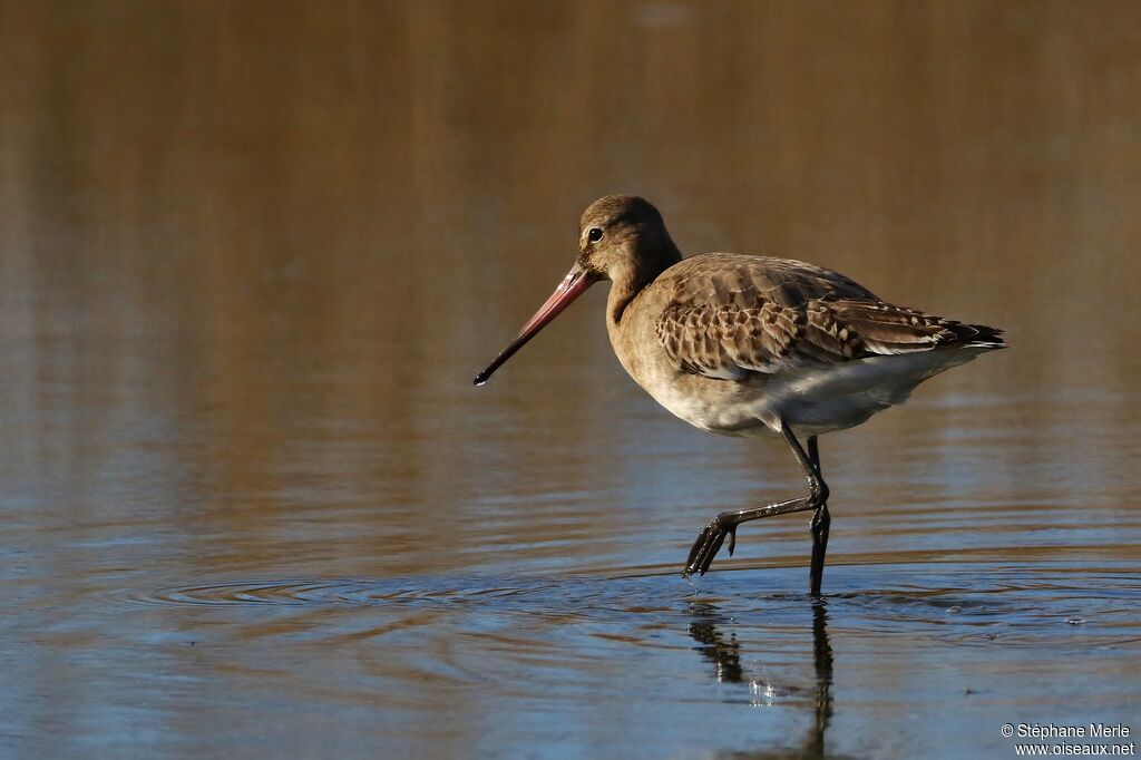 Black-tailed Godwit