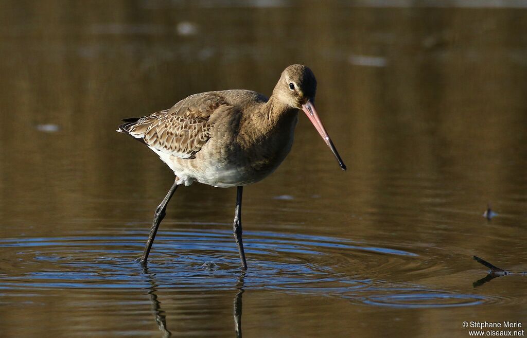 Black-tailed Godwit