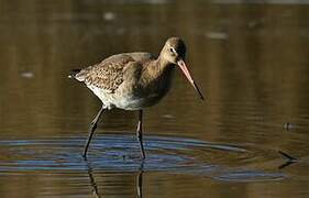 Black-tailed Godwit