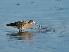 Black-tailed Godwit