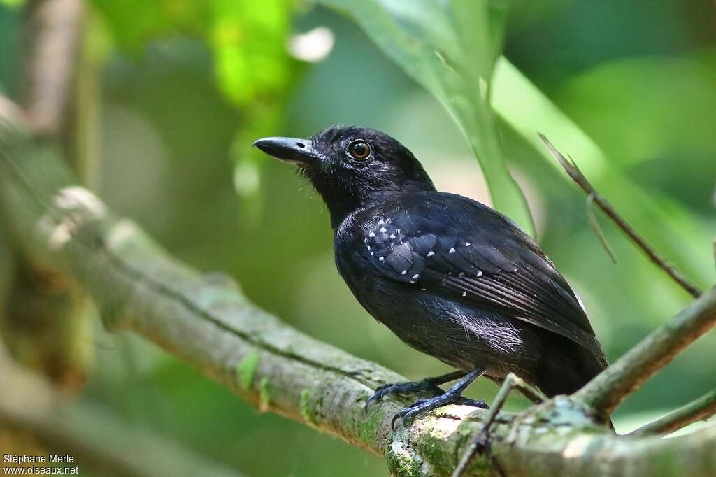 Black-hooded Antshrike male adult, identification