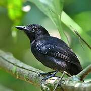 Black-hooded Antshrike