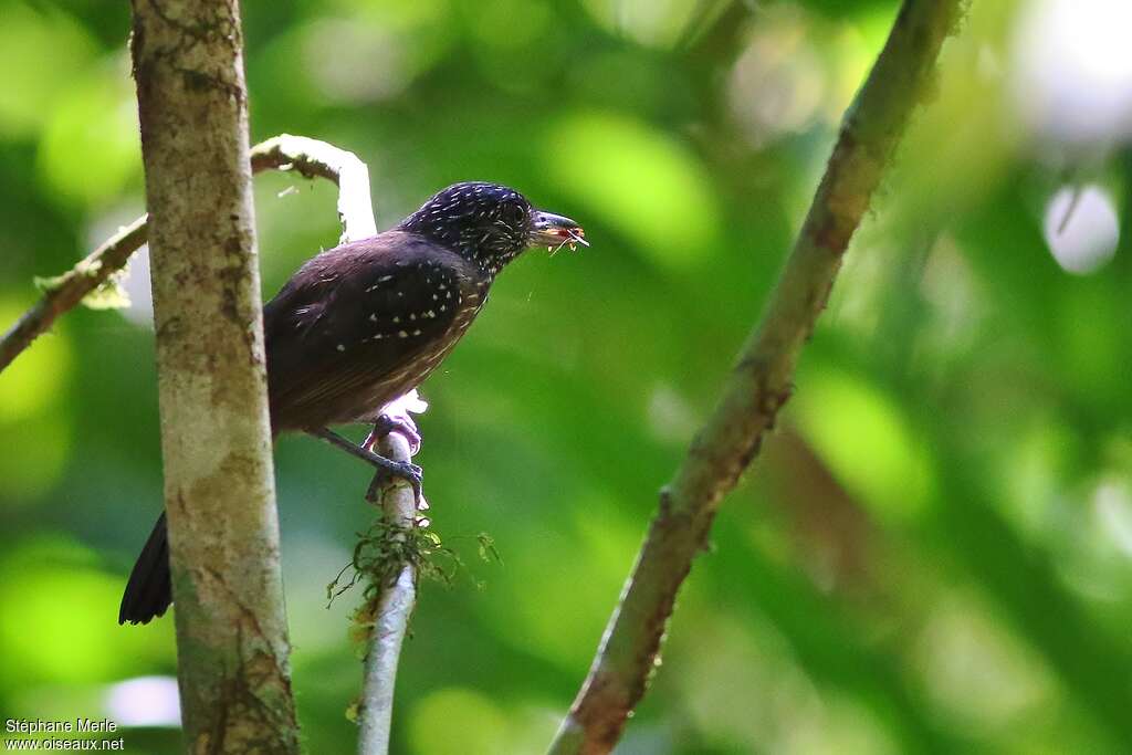 Black-hooded Antshrike female adult, pigmentation, eats