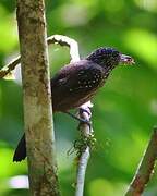 Black-hooded Antshrike