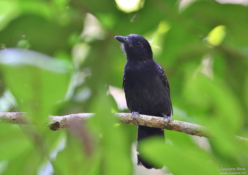 Black-hooded Antshrike male adult