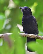 Black-hooded Antshrike