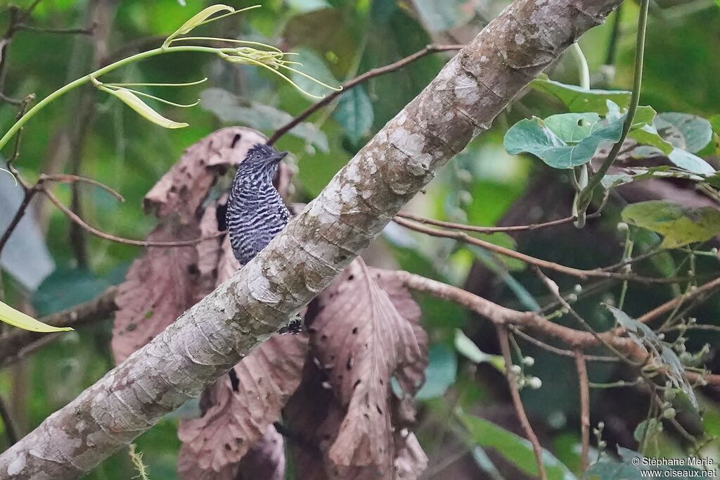 Batara vermiculéadulte