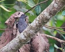 Lined Antshrike