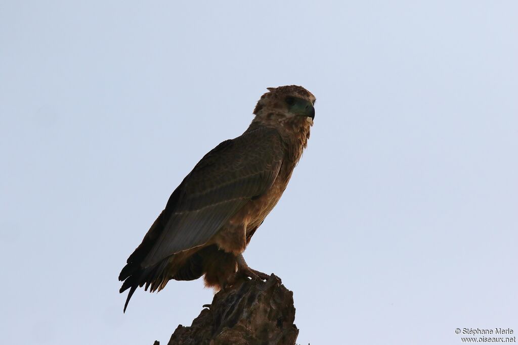 Bateleur des savanesimmature